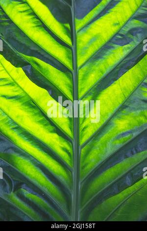 Thailand giant elephant ear, is considered invasive in certain states in the United States. Stock Photo