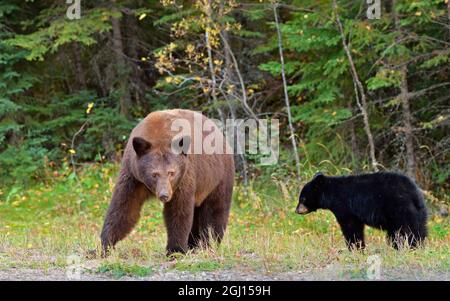 Canada, Saskatchewan, Prince Albert National Park. American black bear adult in cinnamon phase and cub. Stock Photo