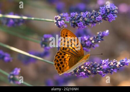 Marbled fritillary butterfly (Brenthis daphne) adult male with wings open on Valensole, Plain of Provence, Southern France. Stock Photo