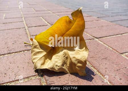 Dried yellow leaf fallen from a tree lies on the pavement under the daytime sun Stock Photo