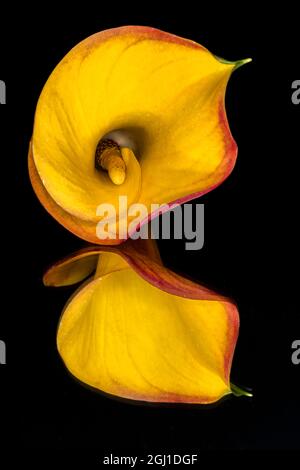 Yellow Calla lily flower reflected on black mirrored surface Stock Photo