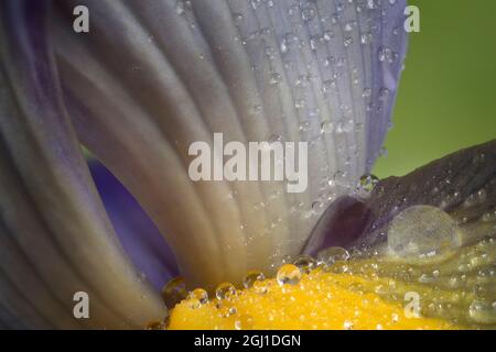 Raindrops on Iris flower. Stock Photo