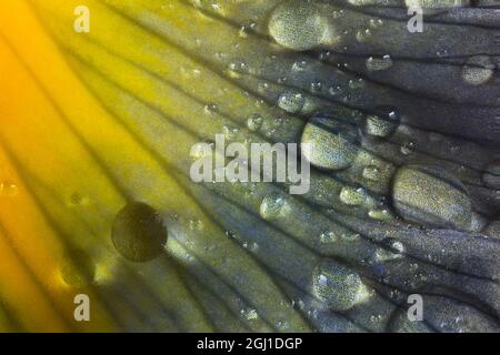 Raindrops on Iris flower. Stock Photo