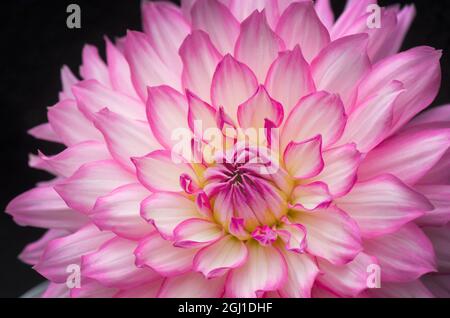 White with pink dahlia on black background Stock Photo - Alamy