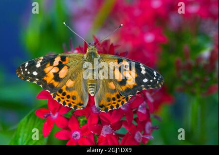American Painted Lady butterfly on Penta, a subtropical plant that butterflies love to feed on. Sammamish, Washington State. Stock Photo