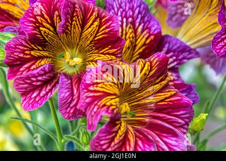 Painted-tongue flowers, USA Stock Photo