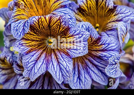 Painted-tongue flowers, USA Stock Photo