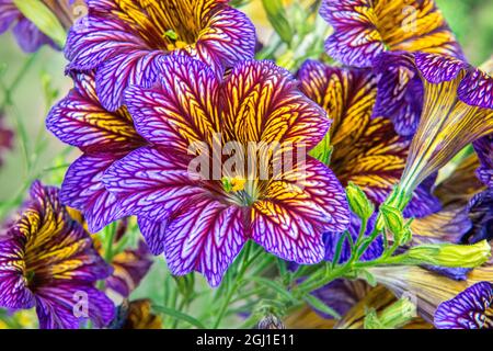 Painted-tongue flowers, USA Stock Photo