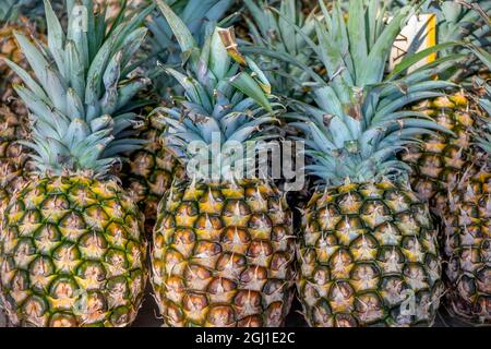 Sugarloaf pineapple Stock Photo
