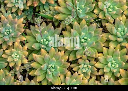 Powdery liveforever, succulent Stock Photo