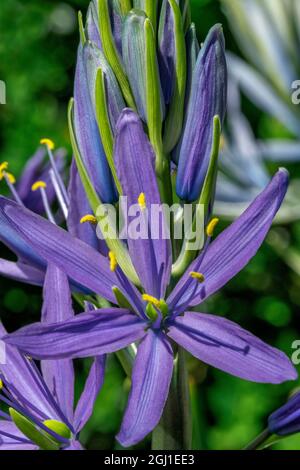 Large camas Stock Photo