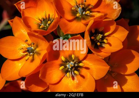 Sun Star flower Stock Photo