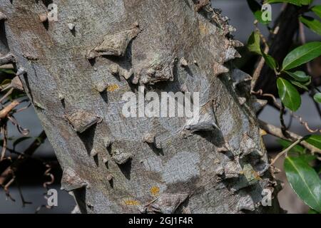 Bark on a Hercules Club tree, Florida Stock Photo