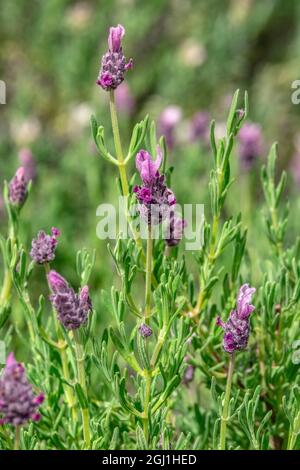 Lavender Kew Red Stock Photo - Alamy