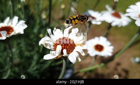 Rhodanthemum 'Casablanca' a spring summer flowering plant with a white summertime flower commonly known as Moroccan daisy with a hoverfly bee insect, Stock Photo