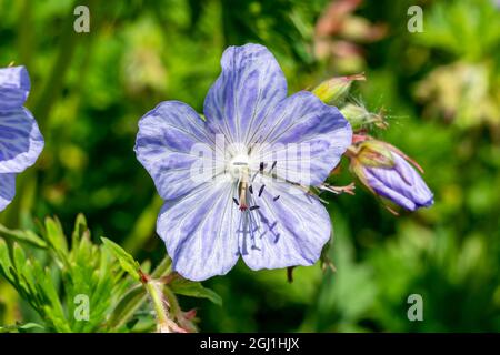 Geranium Pratense 'Mrs Kendall Clark' a summer flowering plant with a light purple summertime flower commonly known as meadow cranesbill, stock photo Stock Photo