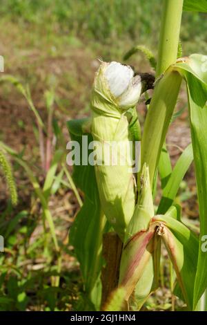 Ustilago maydis. Bubble smut is a pest fungus that has affected the corn cob. Selective focus. Stock Photo