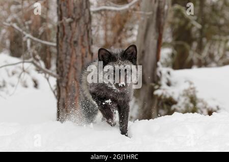 Silver Fox a melanistic form of the red fox, Vulpes vulpes. (Captive) Montana Stock Photo