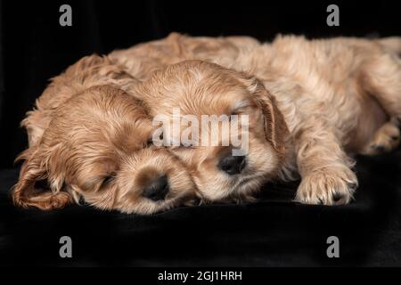 Cocker spaniel puppies sleeping. Stock Photo
