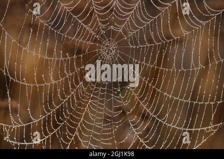 Morning Dew on Orb Spider Web Stock Photo