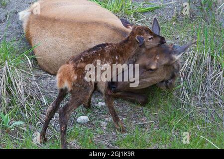 Newborn Elk Calf with Mother Stock Photo