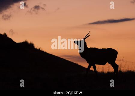 Young Bull Elk, Sunset Silhouette Stock Photo
