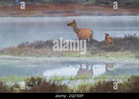 Cow elk with newborn calf Stock Photo