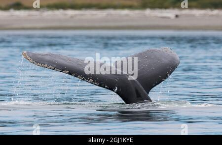 Humpback whale diving Stock Photo