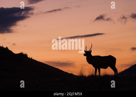 Young Bull elk silhouette Stock Photo