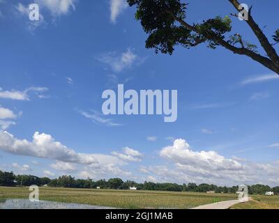 Rice field landscape with blue sky and clouds. Stock Photo