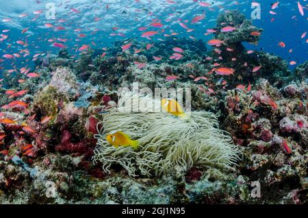 South Pacific, Solomon Islands. Reefscape of fish and corals. Credit as: Jones & Shimlock / Jaynes Gallery / DanitaDelimont.com Stock Photo
