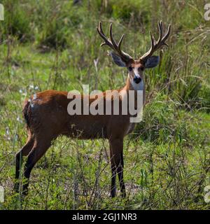 South America. Brazil. A male marsh deer (Blastocerus dichotomus) has not yet shed its velvet from its antlers in the Pantanal, the world's largest tr Stock Photo