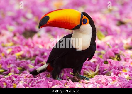 South America. Brazil. Toco Toucan (Ramphastos toco albogularis) is a bird with a large colorful bill, commonly found in the Pantanal, the world's lar Stock Photo