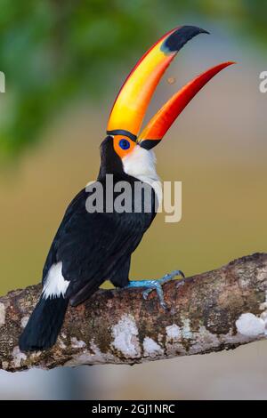 South America. Brazil. Toco Toucan (Ramphastos toco albogularis) is a bird with a large colorful bill, commonly found in the Pantanal, the world's lar Stock Photo