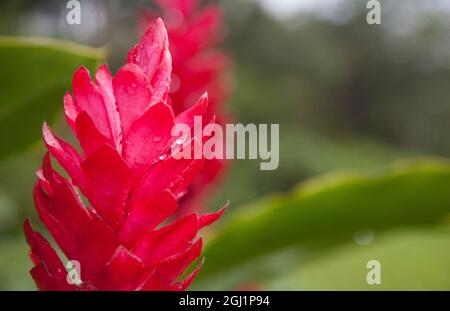 Red tropical bromeliad flower in Arenal, Costa Rica. Stock Photo
