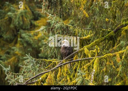 USA, Alaska, Tongass National Forest. Bald eagle in tree. Credit as: Cathy & Gordon Illg / Jaynes Gallery / DanitaDelimont.com Stock Photo