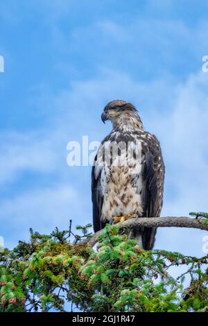 Bald Eagle, Alaska, USA Stock Photo