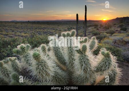 USA, Arizona. Teddy Bear Cholla cactus illuminated by the setting sun, Superstition Mountains. Stock Photo