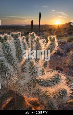 USA, Arizona. Teddy Bear Cholla cactus illuminated by the setting sun, Superstition Mountains. Stock Photo
