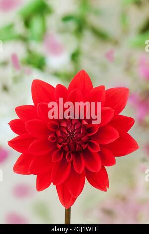 Red Dahlia, California, Usa Stock Photo - Alamy