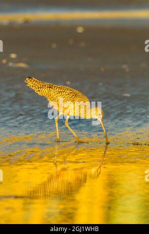 USA, California, San Luis Obispo County. Long-billed curlew feeding at sunset. Credit as: Cathy & Gordon Illg / Jaynes Gallery / DanitaDelimont.com Stock Photo