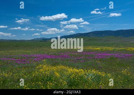 California, USA. meadow filled with Owl's Clover and hillside daisy, Carrizo Plain National Monument Stock Photo