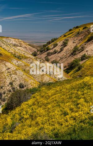 Hillside daisy and blue sky at Carrizo Plain National Monument, California Stock Photo