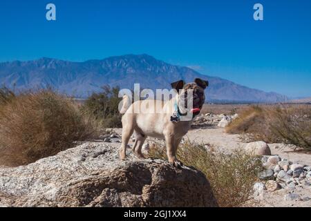 Pug puppy in the desert Stock Photo