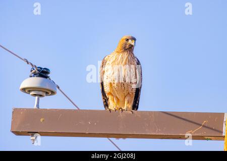 USA, Colorado, Fort Collins. Red-tailed hawk on electric wire support beam. Stock Photo