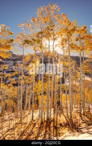 Sunrise through snow covered Aspen trees in the Colorado Rocky Mountains Stock Photo