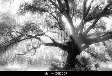 Beautiful Southern Live Oak tree, Quercus virginiana, Central Florida Stock Photo