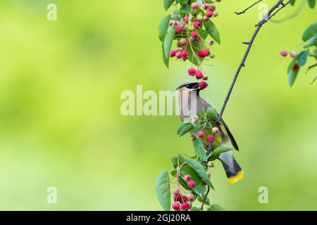 Cedar Waxwing eating Serviceberry. Marion County, Illinois, USA. Stock Photo