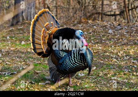 North America, USA, Minnesota, Mendota Heights, Wild Turkey, Displaying Stock Photo