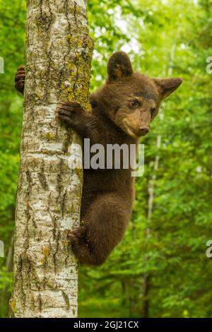 USA, Minnesota, Pine County. Black bear cub climbing tree. Credit as: Cathy & Gordon Illg / Jaynes Gallery / DanitaDelimont.com Stock Photo